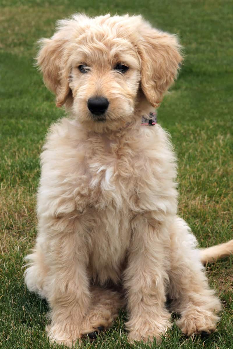 F1 goldendoodle puppy sitting in the grass.