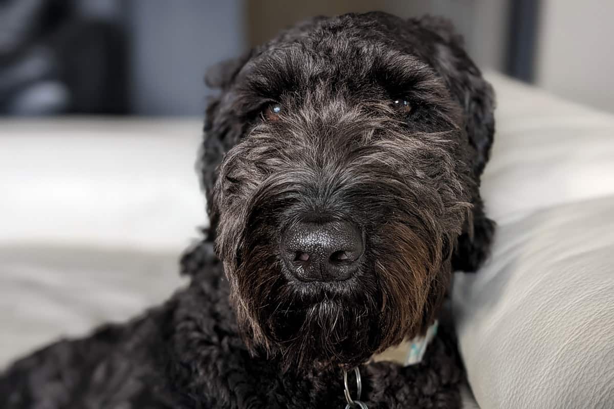 Our doodle, Koko