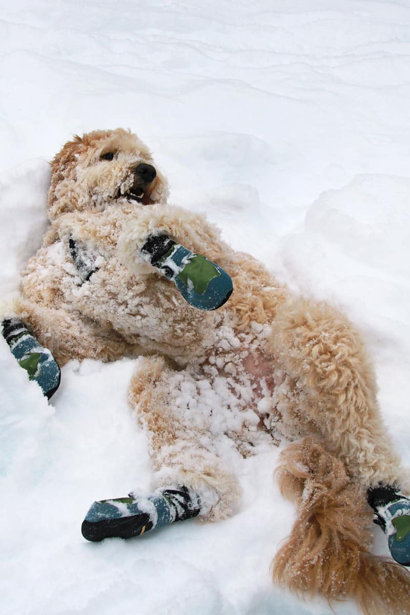 Goldendoodle laying in the snow with booties on.