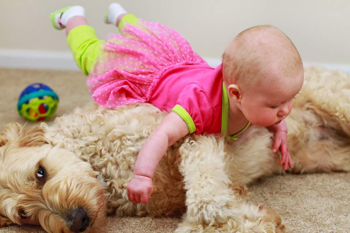 Goldendoodle with a baby laying on top.