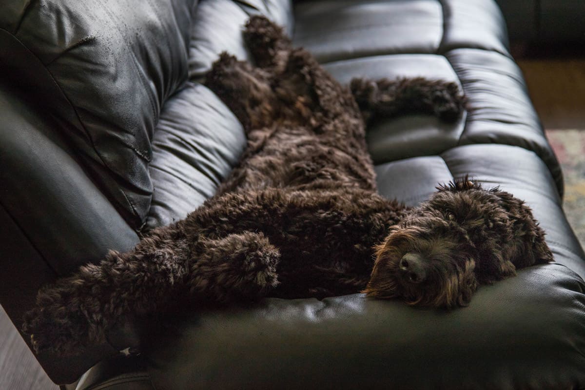 Black F1b goldendoodle laying on a couch.