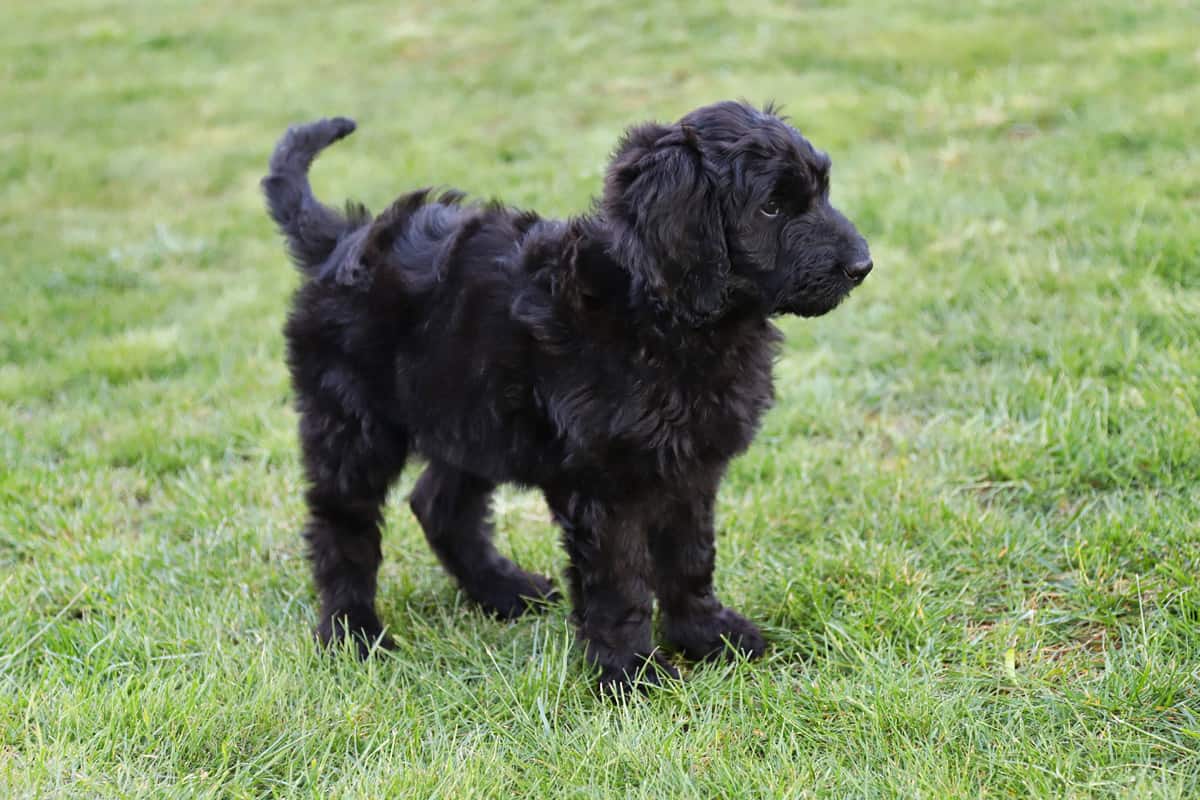 F1b Goldendoodle puppy standing in the grass.