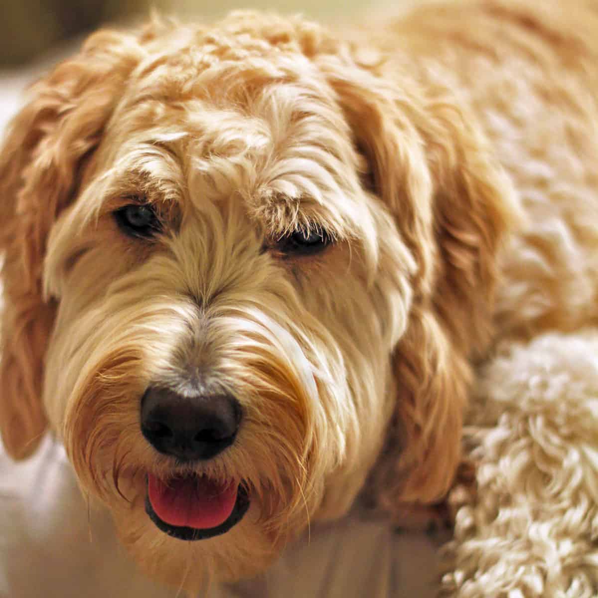 Close up of an F1 goldenoodle laying down.