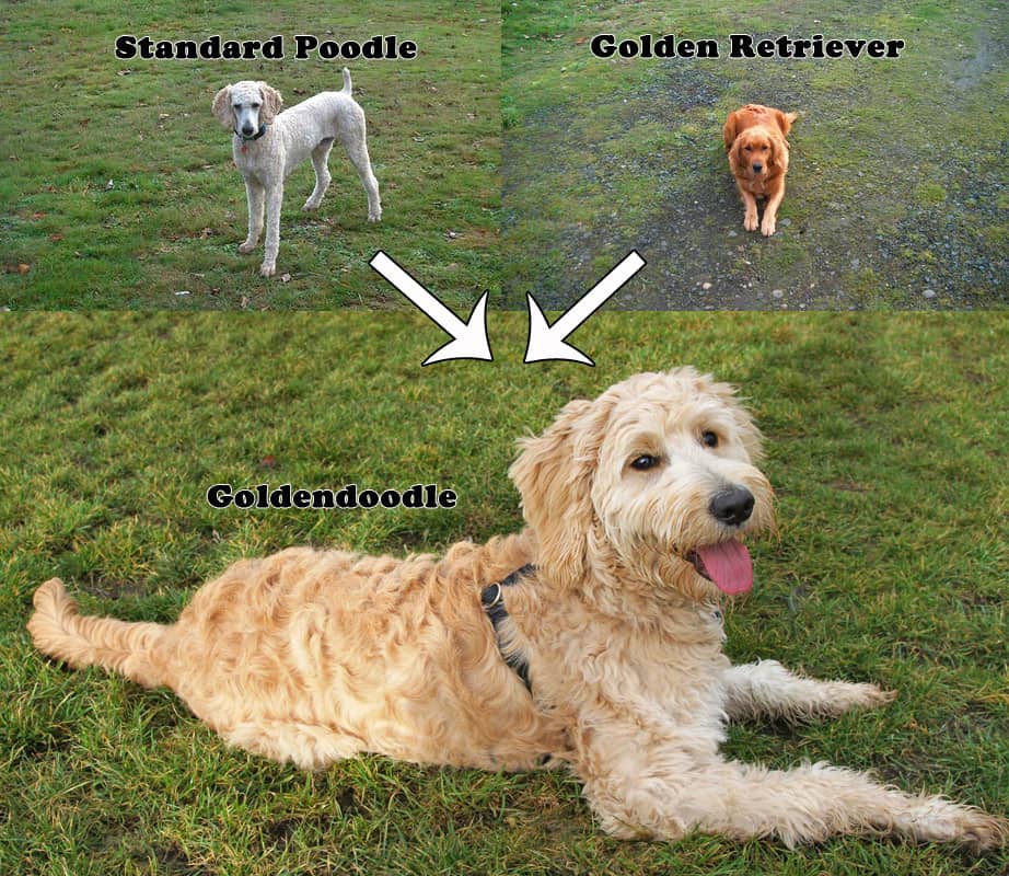 F1 goldendoodle from standard poodle and golden retriever.
