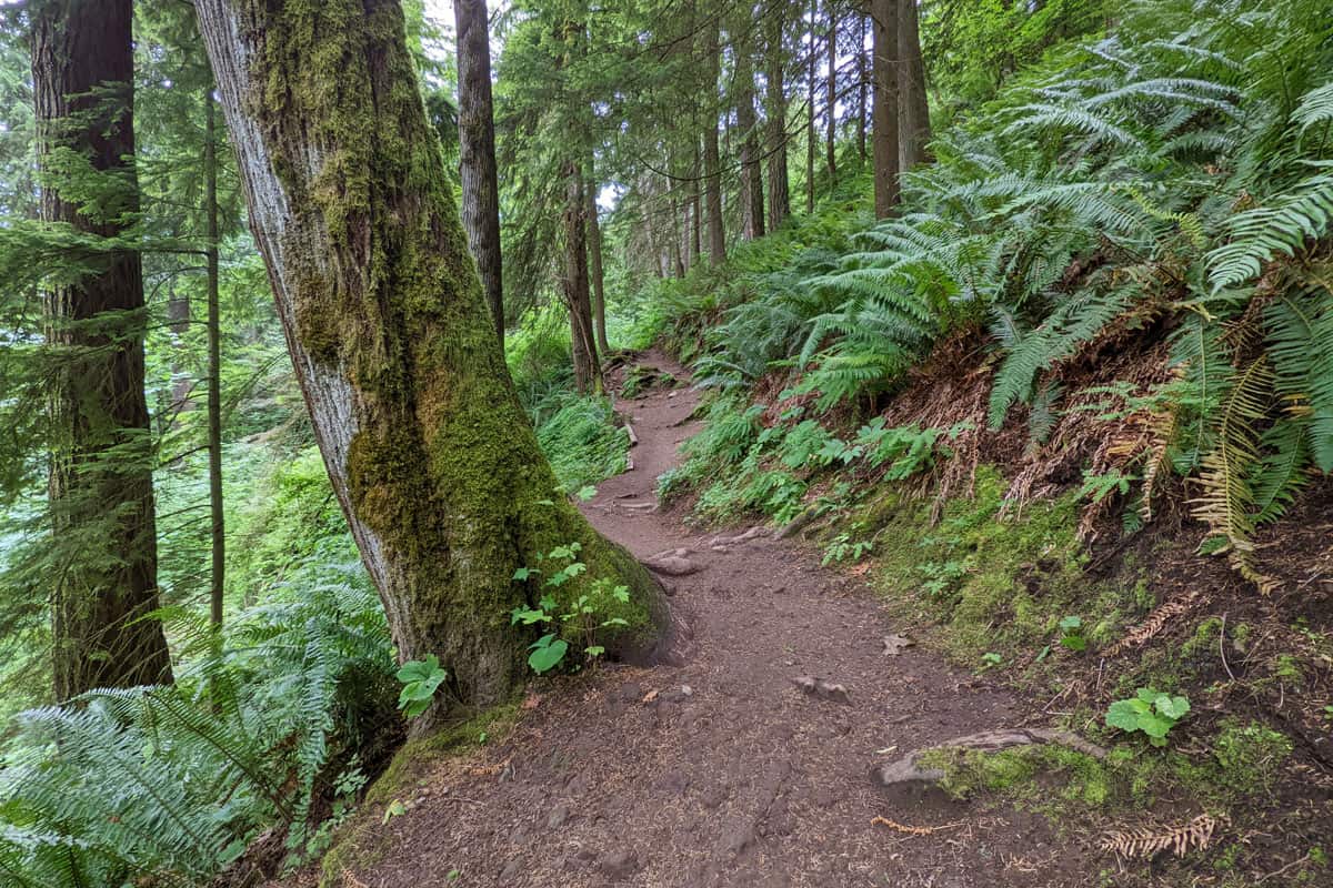 Mt. Peak Hiking Trail